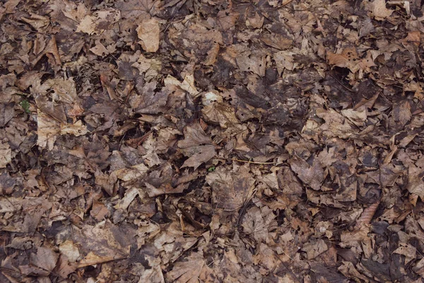 Gevallen Bladeren Grond Textuur — Stockfoto
