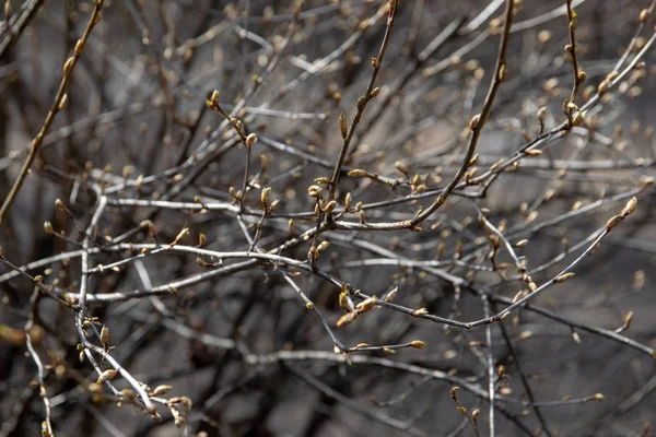 細い枝の芽 — ストック写真