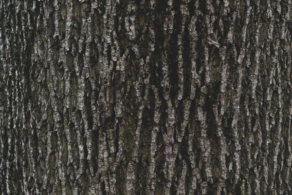 Ciemna Kora Drzewa — Zdjęcie stockowe