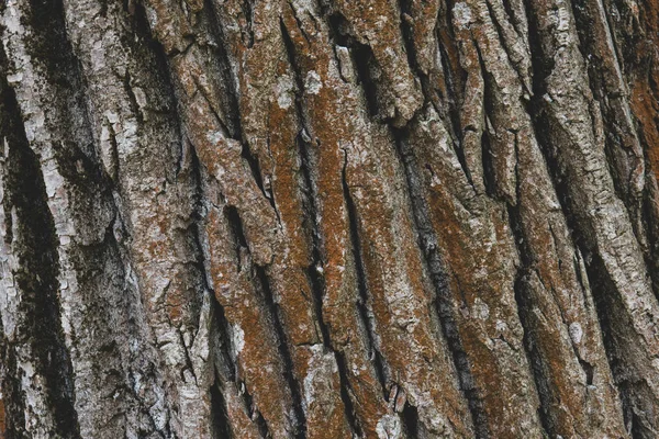 Σκούρο Φλοιό Ενός Δέντρου — Φωτογραφία Αρχείου