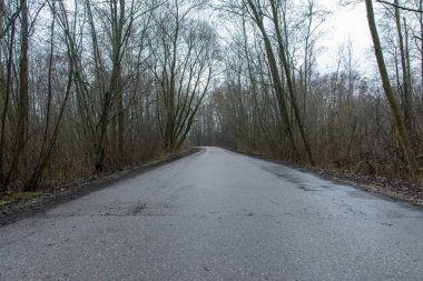 Sonbahar ormanında yol