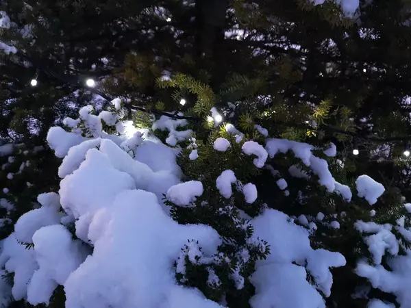 冬のツリー点灯 — ストック写真
