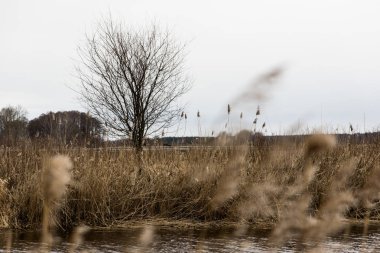 Tarlada tek bir ağaç