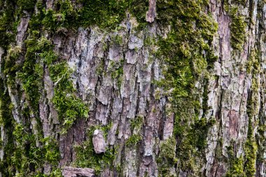 moss ile bir ağaç kabuğu