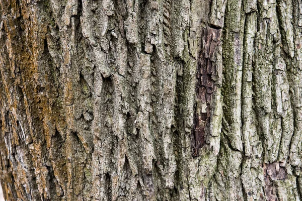 Barken Ett Träd Med Mossa — Stockfoto