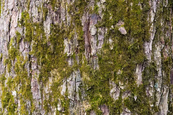 Kora Drzewa Mchem — Zdjęcie stockowe
