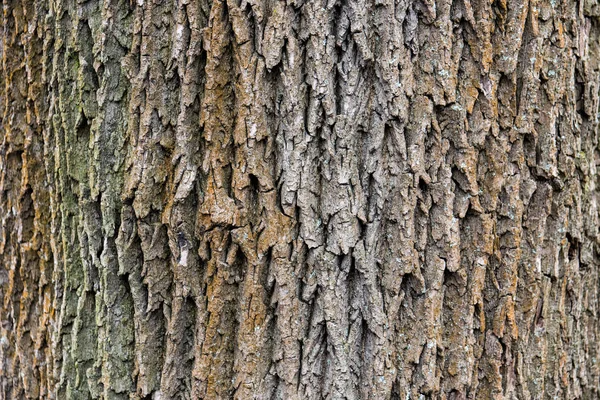 Écorce Arbre Avec Mousse — Photo