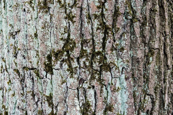 Latido Uma Árvore Com Musgo — Fotografia de Stock
