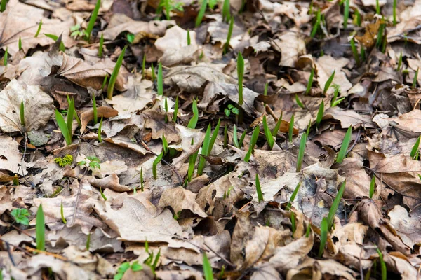 Groene Planten Achtergrond Van Droge Bladeren — Stockfoto