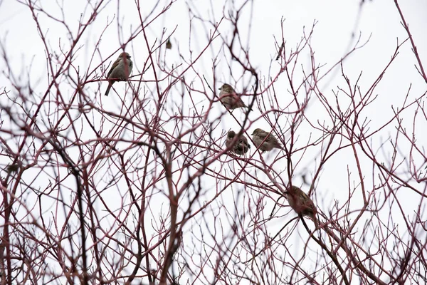 Oiseaux Dans Nid — Photo