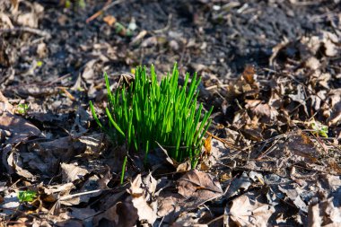 toprakta genç çimen