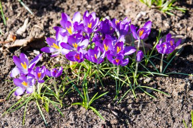 Bahar Crocus vernus