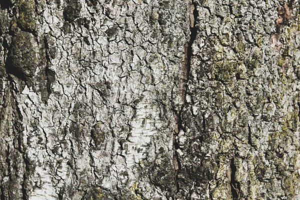 Kora Brzozowego Drzewa — Zdjęcie stockowe