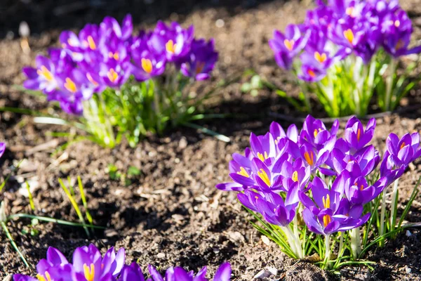 Crocus Vernus Весной — стоковое фото