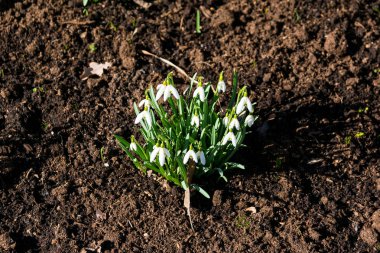 İlkbaharda ormanda kar damlaları
