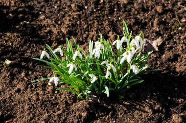 İlkbaharda ormanda kar damlaları