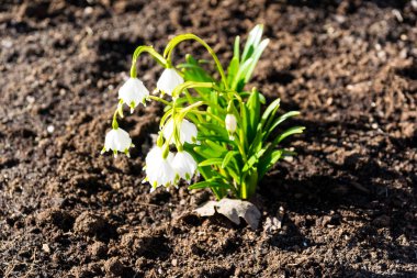 İlkbaharda ormanda kar damlaları