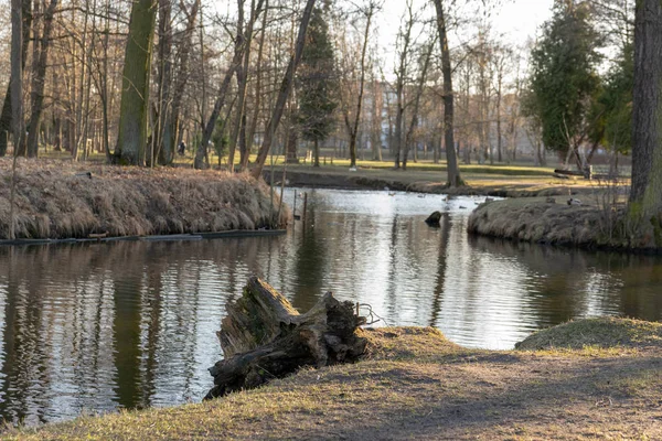 Reflexion Von Bäumen Wasser — Stockfoto