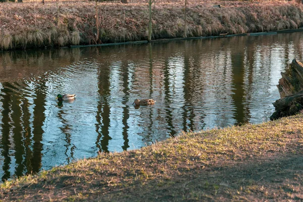 Reflexion Von Bäumen Wasser Mit Enten — Stockfoto