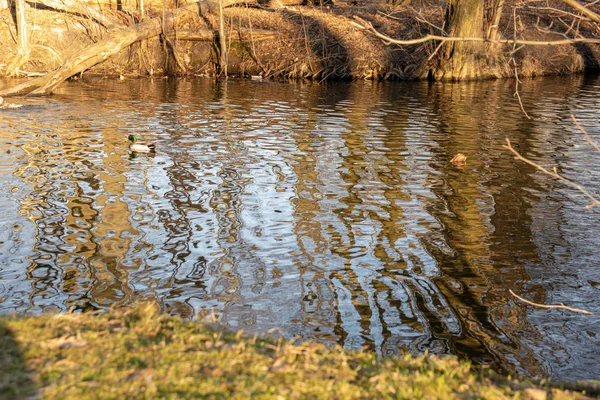 Reflexion Von Bäumen Wasser Mit Enten — Stockfoto
