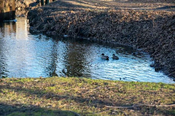 Reflection Trees Water Ducks — Stock Photo, Image