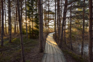 Sabahları bataklıkta ahşap yol