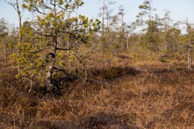 Sabahları bataklıkta uzaklaşma