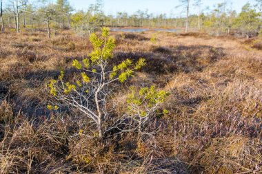 Sabahları bataklıkta uzaklaşma