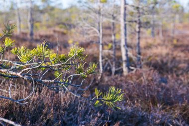 Sabahları bataklıkta uzaklaşma