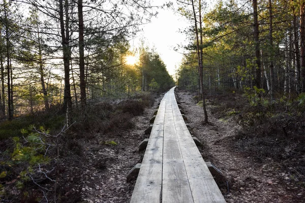 Wooden Road Swamp Morning — Stock Photo, Image