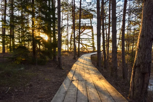 Wooden Road Swamp Morning — Stock Photo, Image