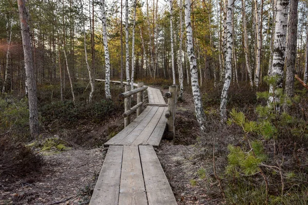 Wooden Road Swamp Morning — Stock Photo, Image