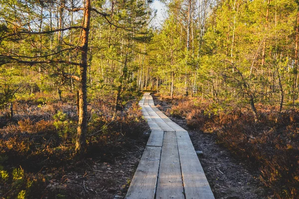 Wooden Road Swamp Morning — Stock Photo, Image