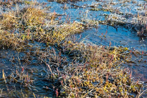 Zonsopkomst Het Moeras — Stockfoto