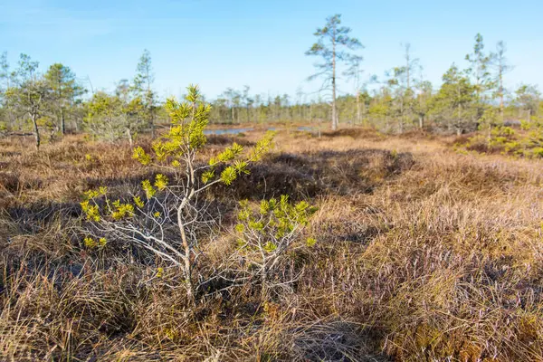 Sabahları bataklıkta uzaklaşma