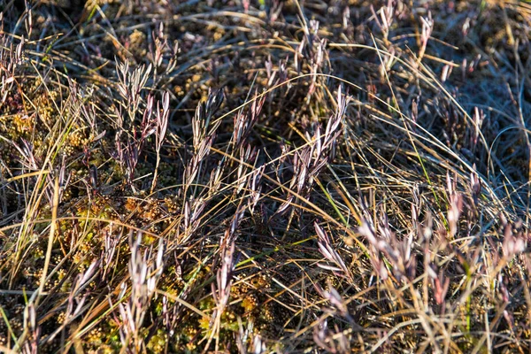 Трава Утром Болоте — стоковое фото