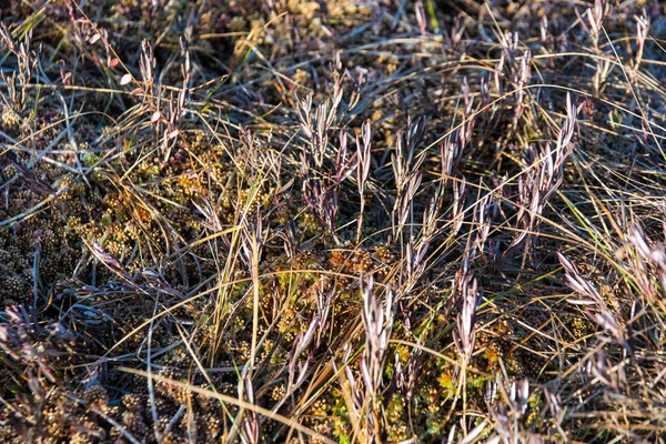 Gras Ochtend Moeras — Stockfoto