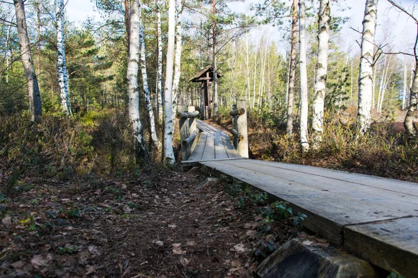 Wooden Bridge Road Swamp — Stock Photo, Image