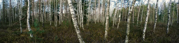 Hierba Bosque Abedules — Foto de Stock