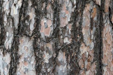 Bir çam ağacının kabuğu