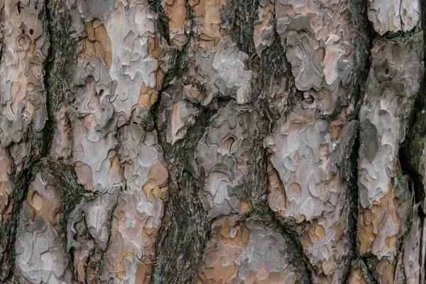 Corteccia Pino — Foto Stock