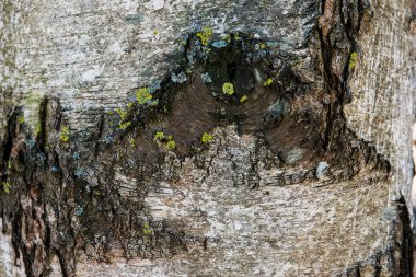 Bir huş ağacının kabuğu