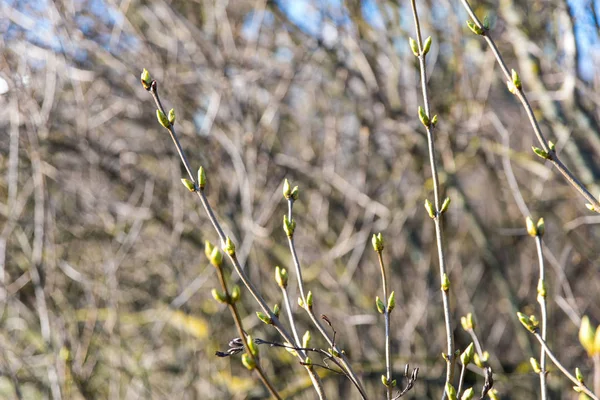 Banc Avec Bourgeons Printemps — Photo