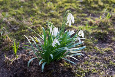 Orman - kardelen çiçek