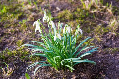 Orman - kardelen çiçek