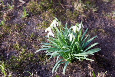 Orman - kardelen çiçek