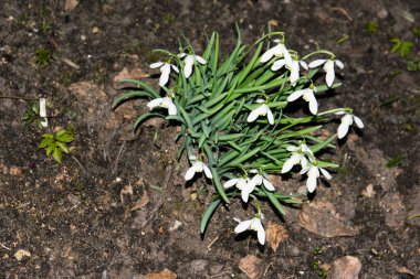 Bahçedeki kardamlaları