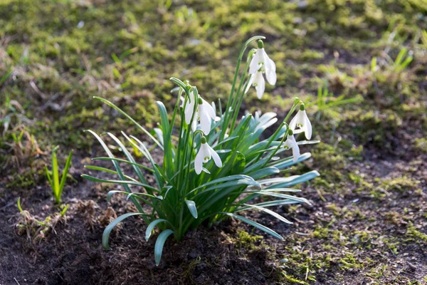 Orman - kardelen çiçek