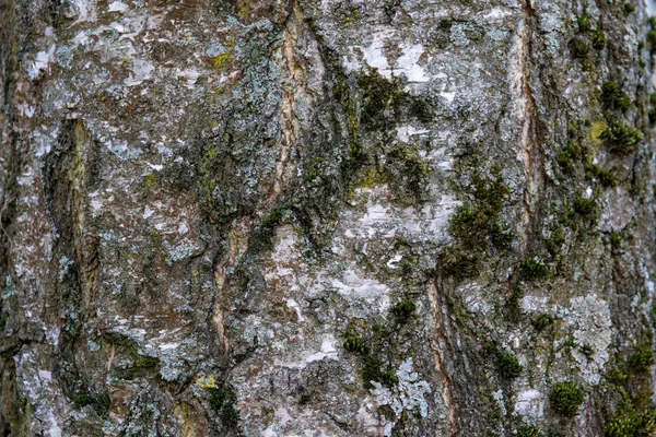 Casca Árvore Com Musgo — Fotografia de Stock