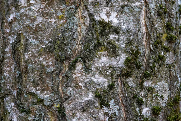 Corteza Árbol Con Musgo —  Fotos de Stock